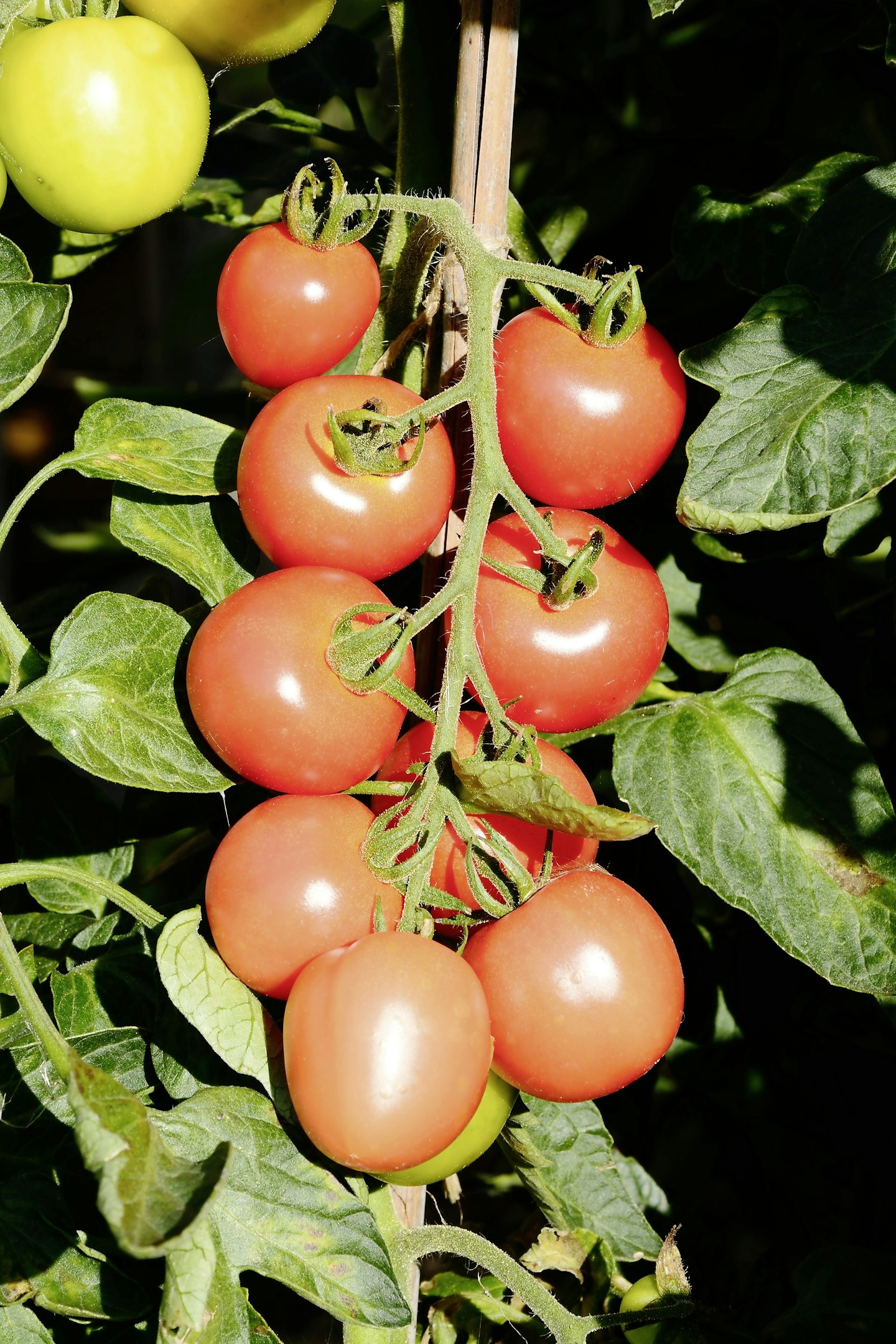 Mountain Magic tomato