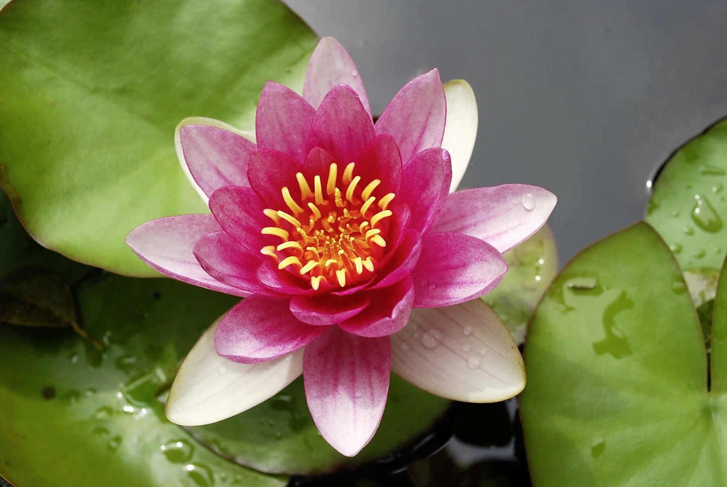 Waterlily ‘Pygmaea Rubra’