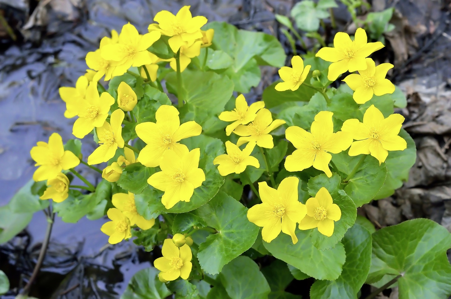 Marsh marigold