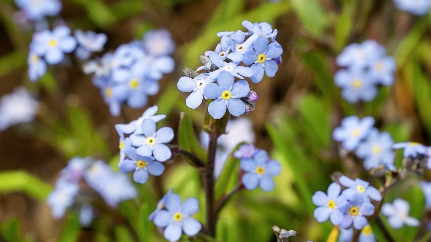 Myosotis scorpioides