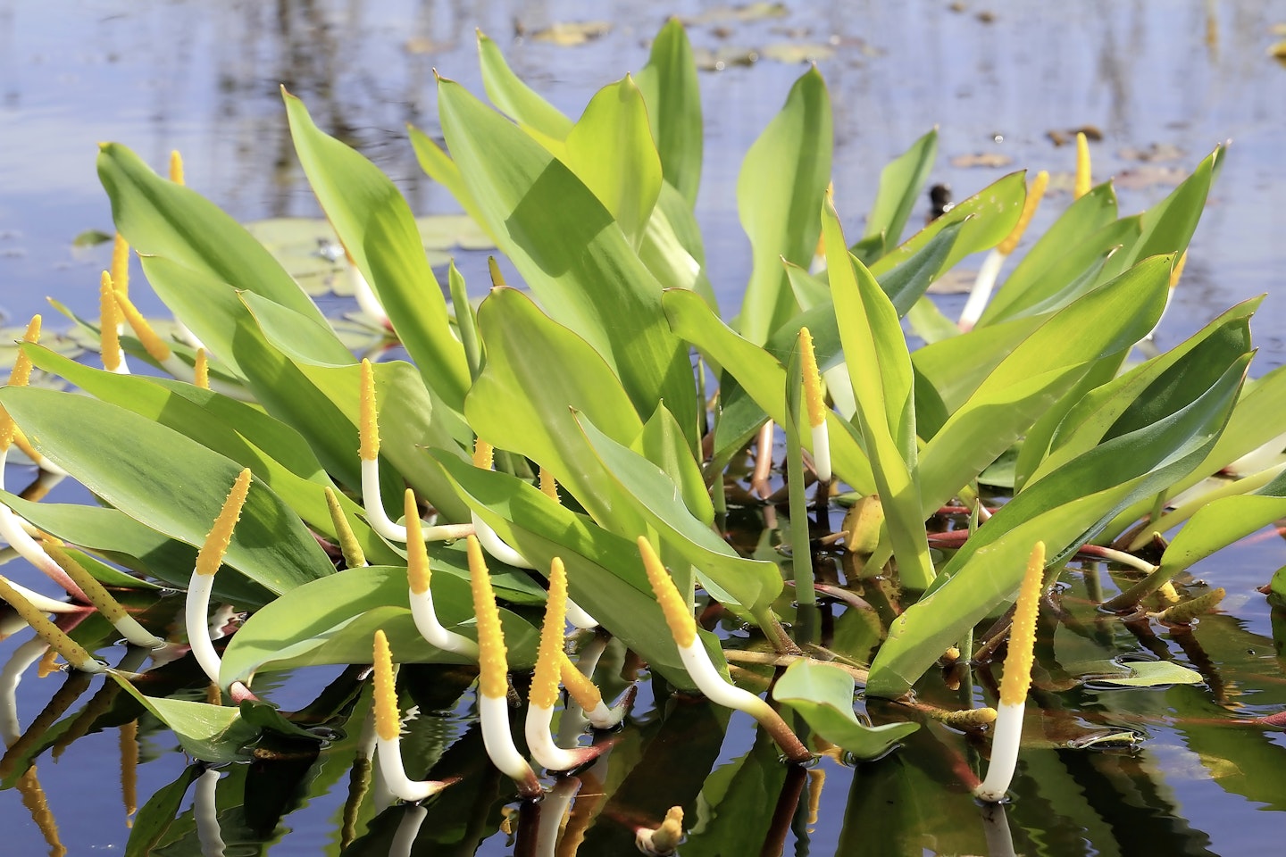 Orontium aquaticum