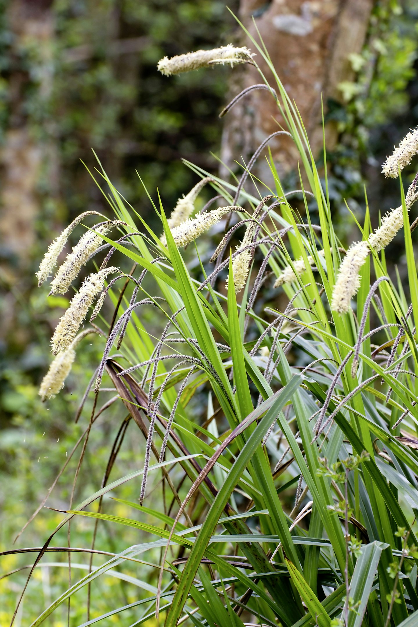 Carex pendula