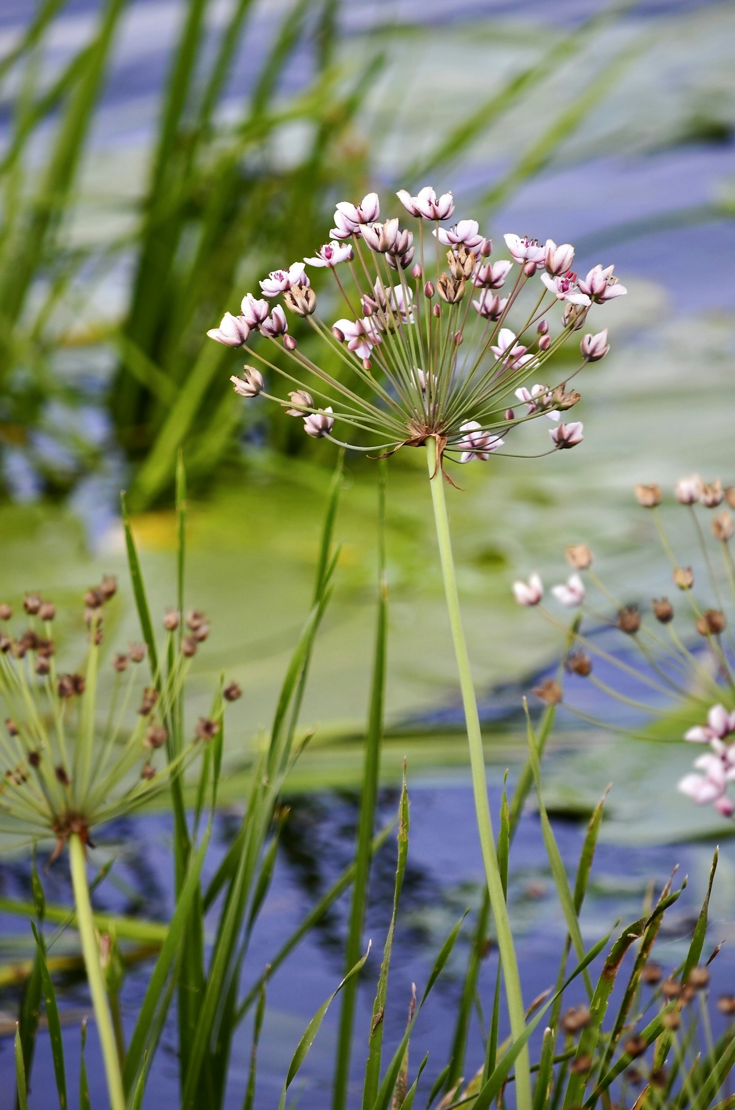 Butomus umbellatus