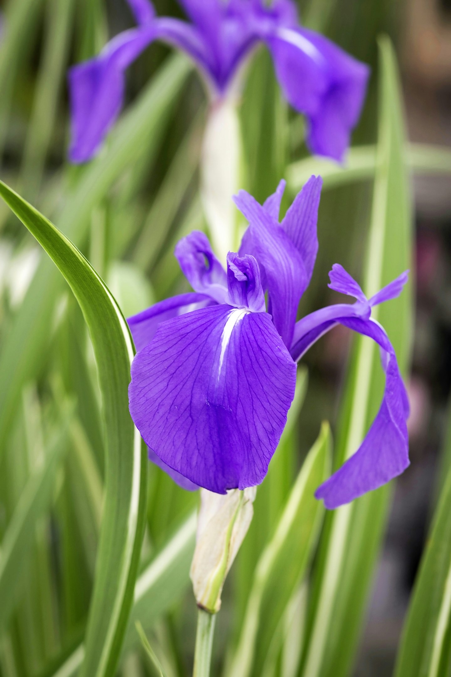 Iris laevigata