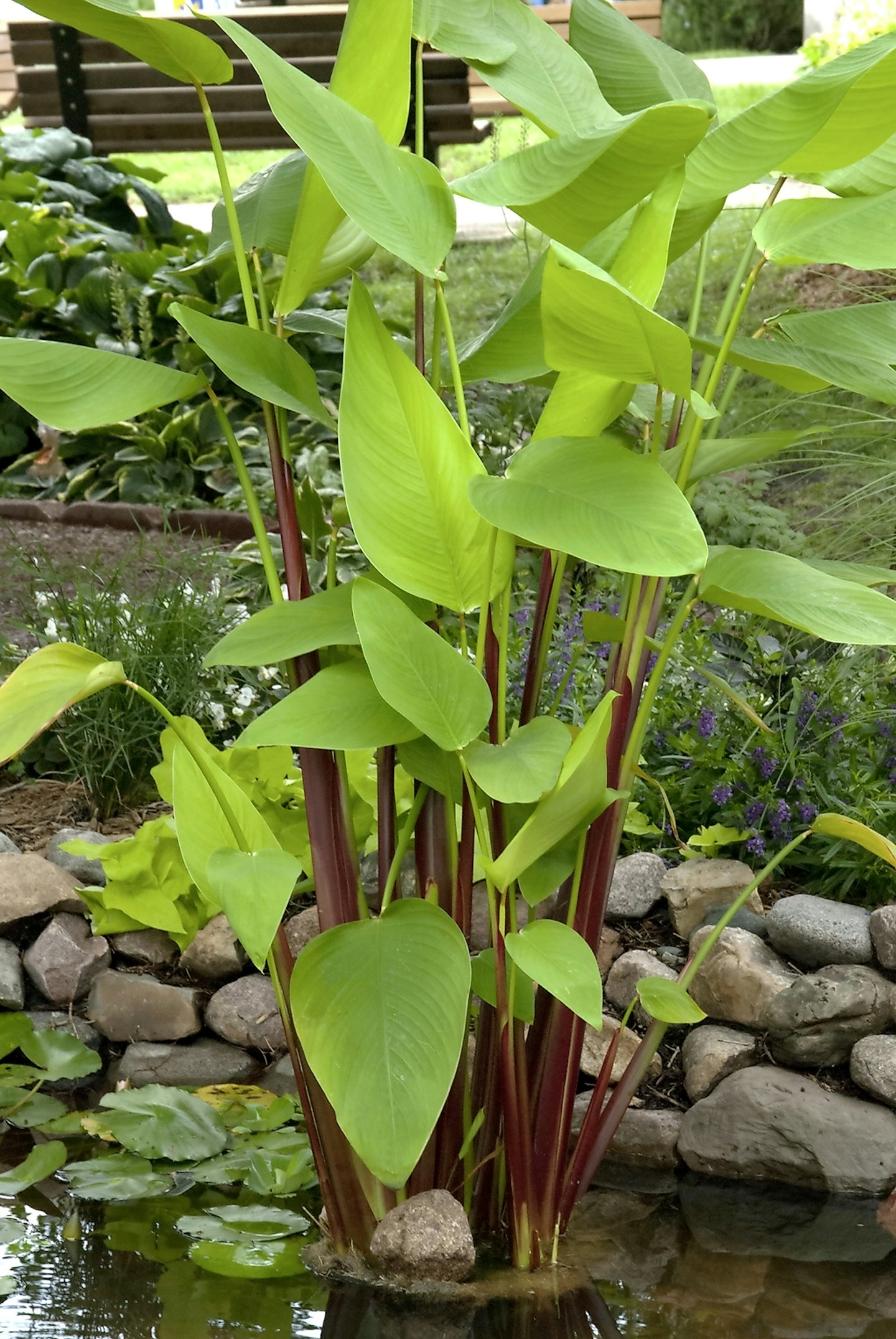 Thalia dealbata
