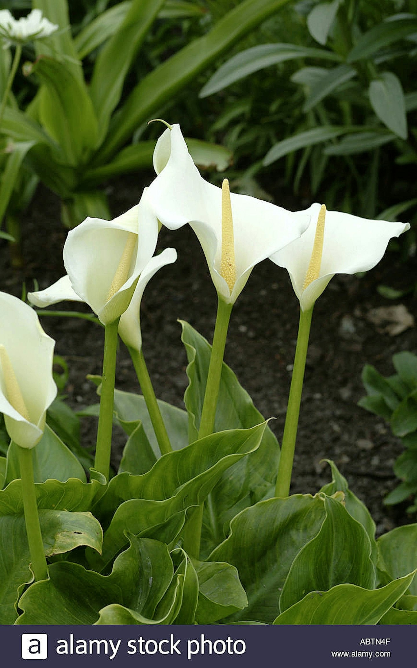 Zantedeschia aethiopica ‘Crowborough’