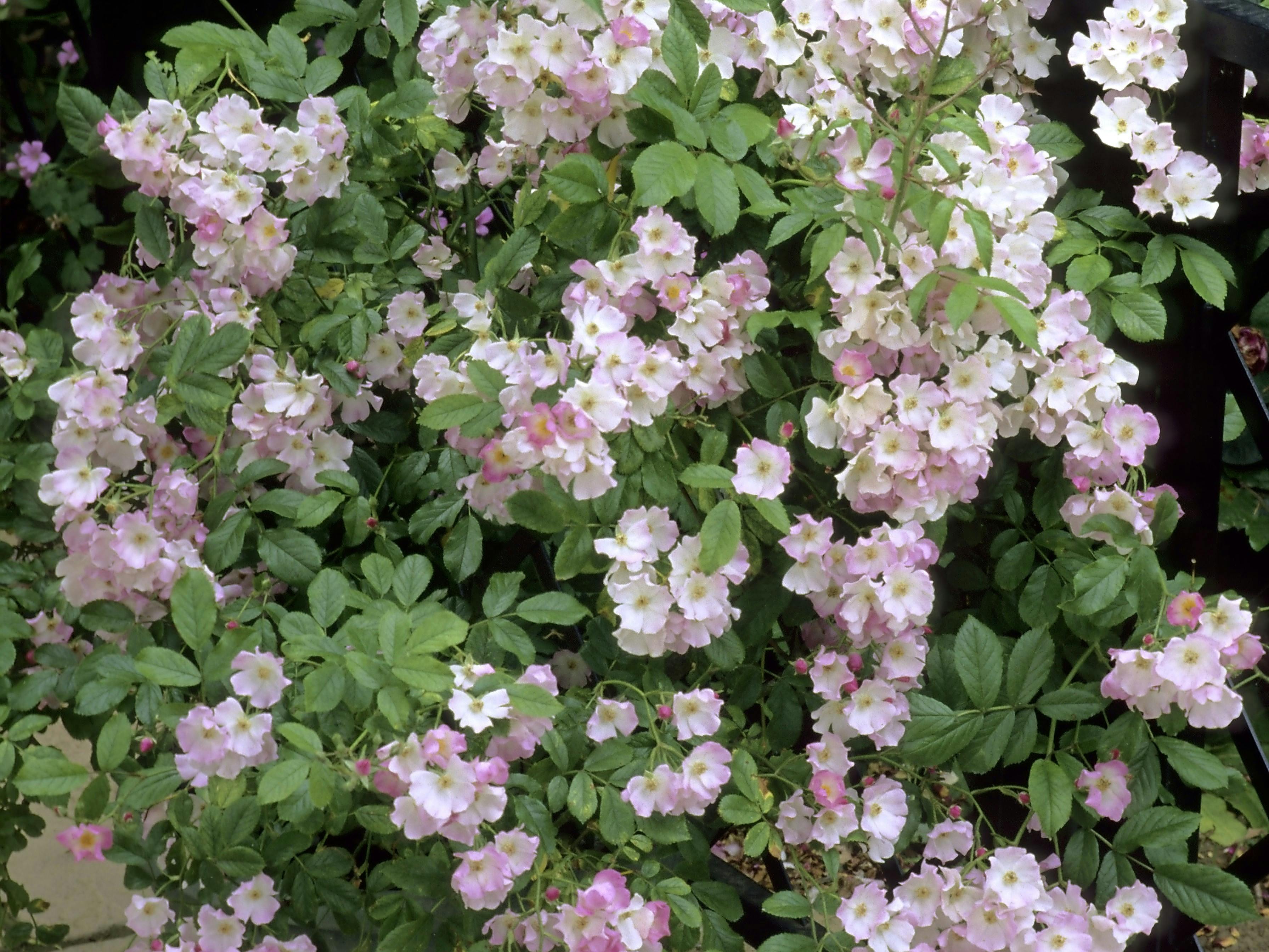 Best Roses For Pots channel_name