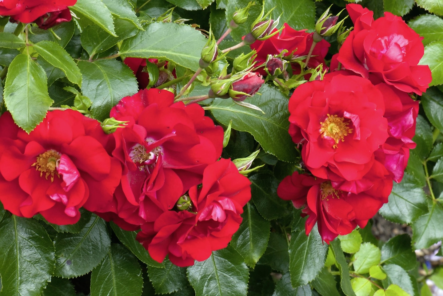 'Flower Carpet Red Velvet' roses