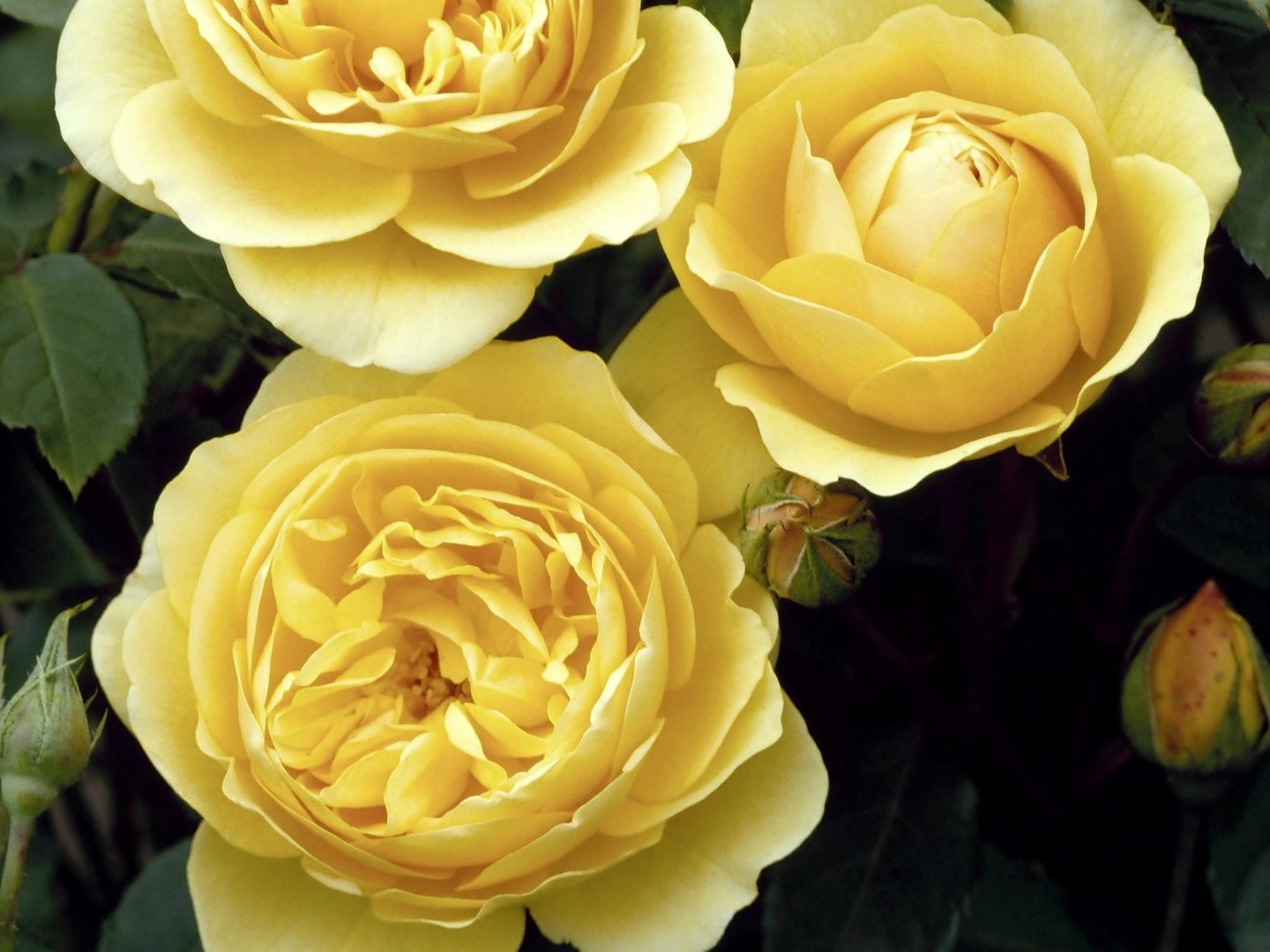 'Graham Thomas' roses