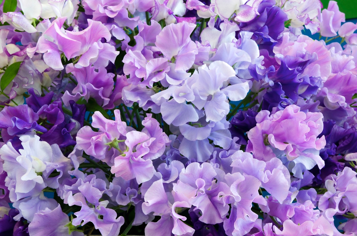 Sweet peas - a cottage garden classic