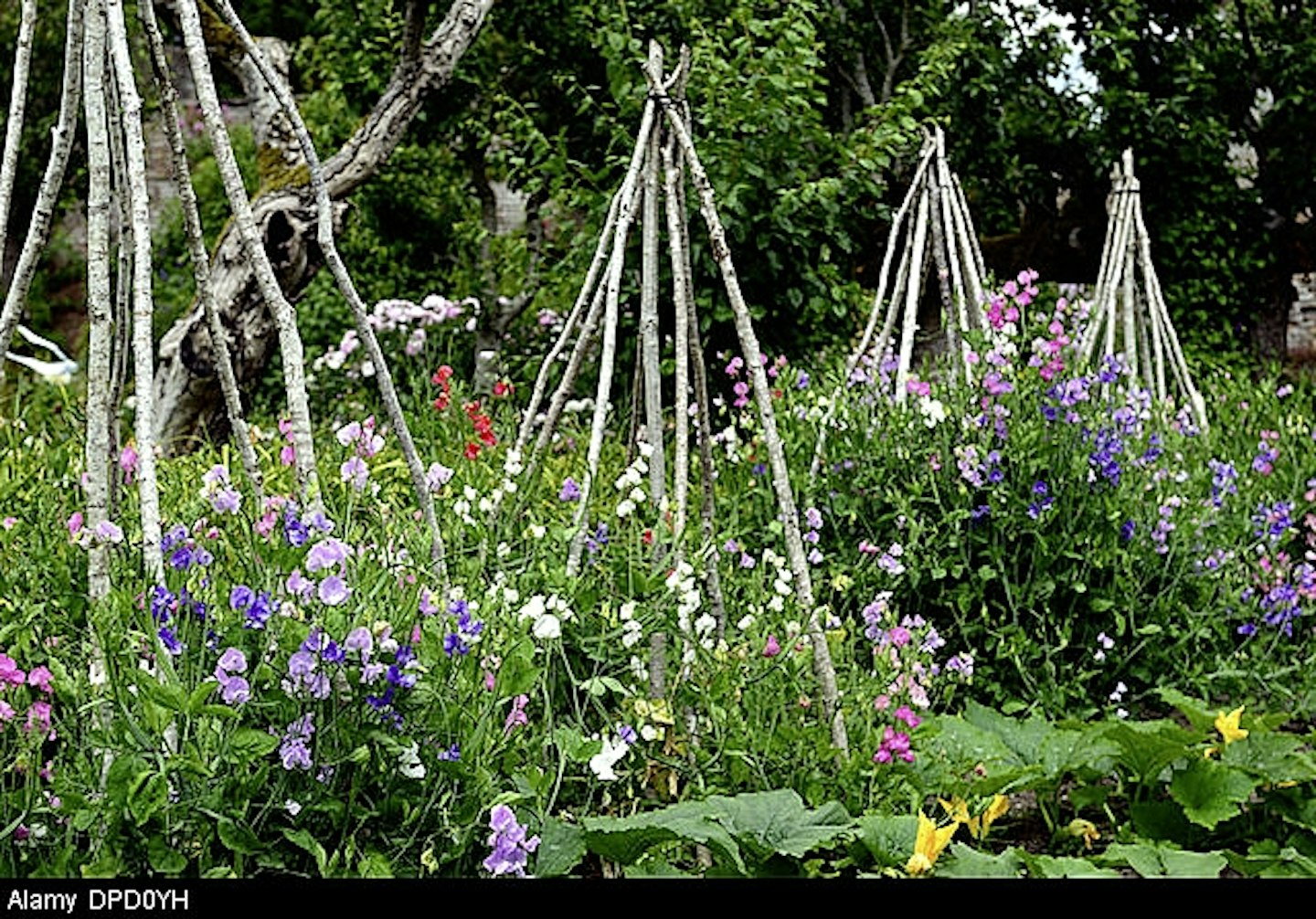 Sweet peas look great growing up canes