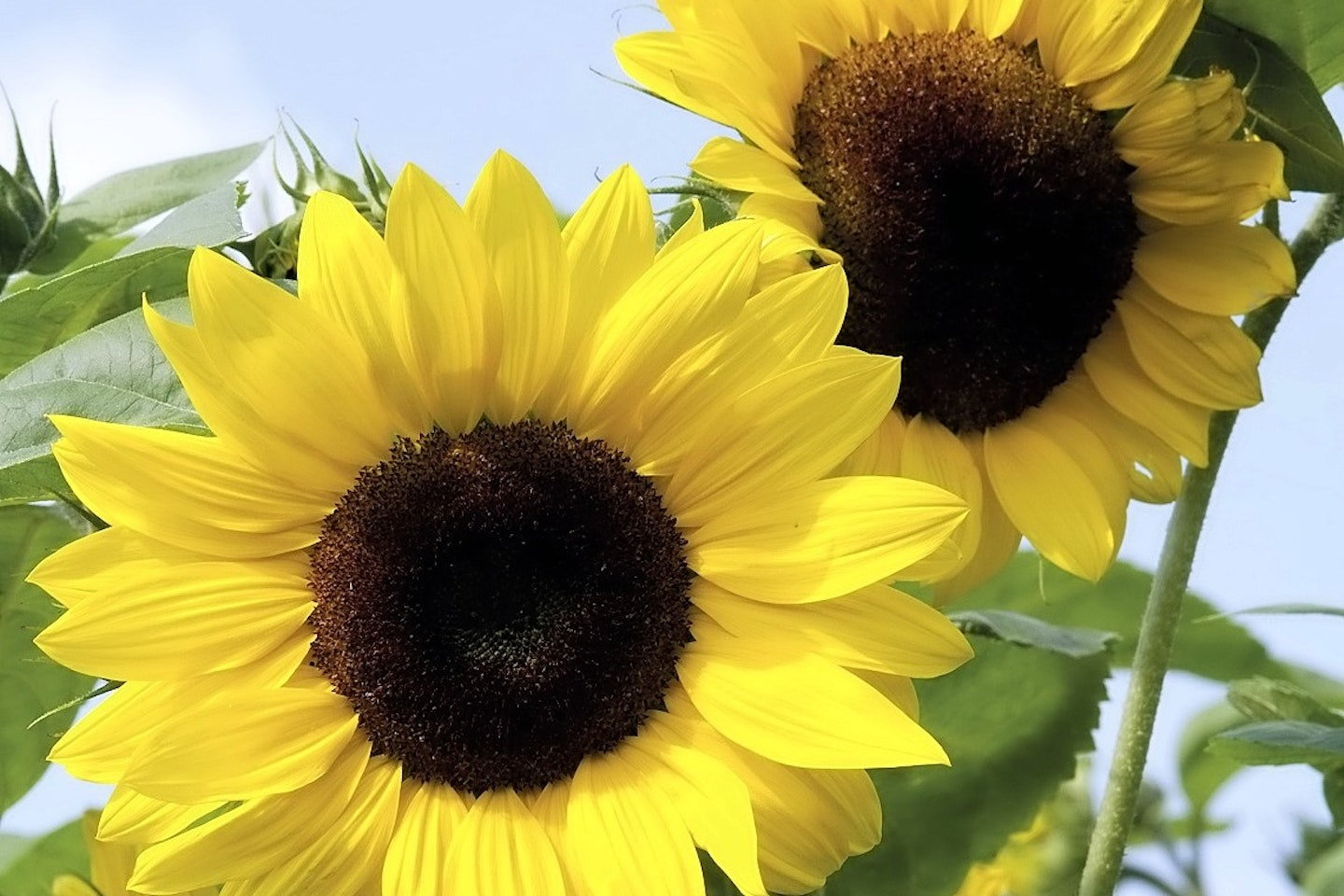 How to grow great sunflowers