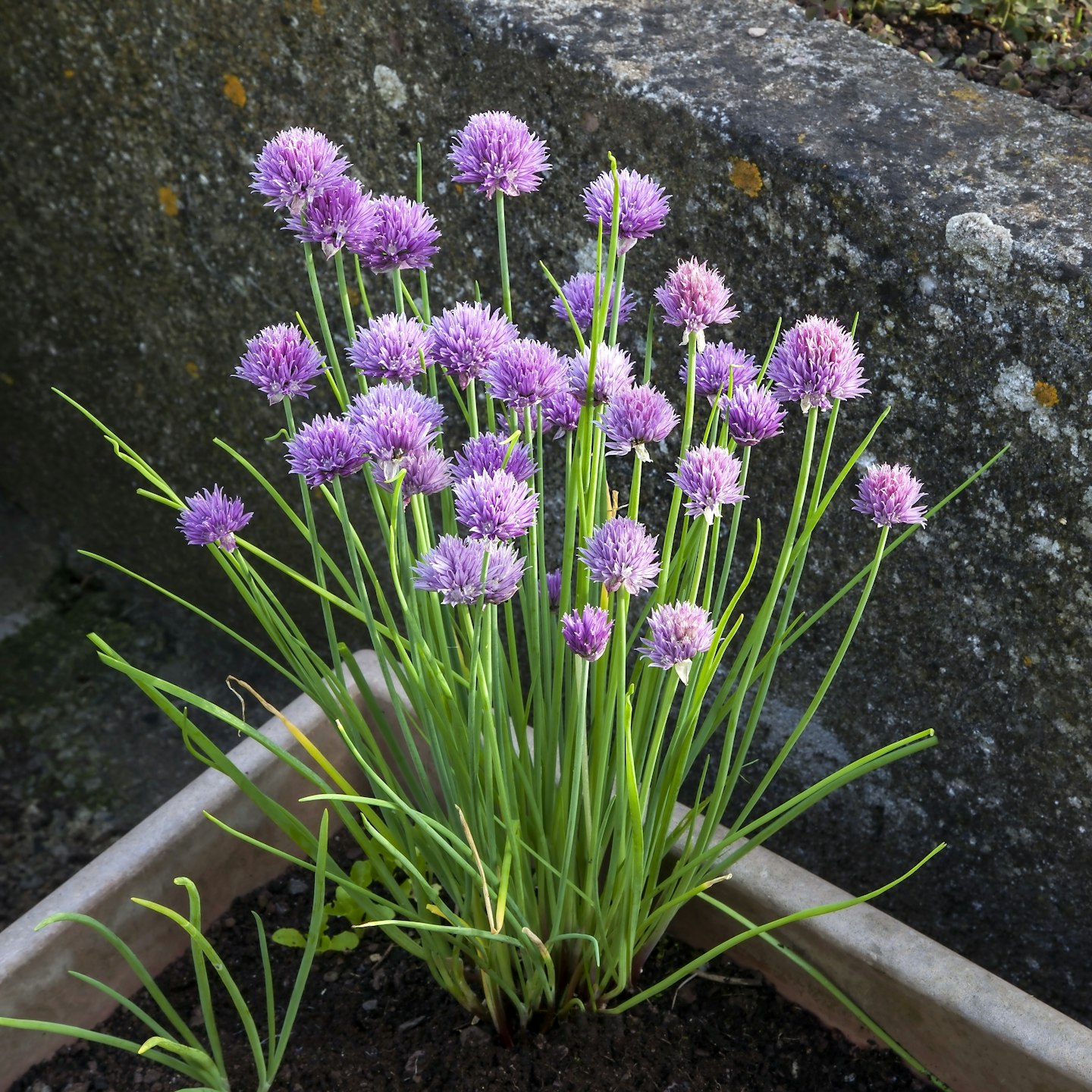 Chives - herb garden