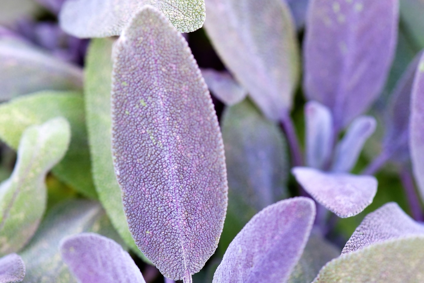 Sage - herb garden