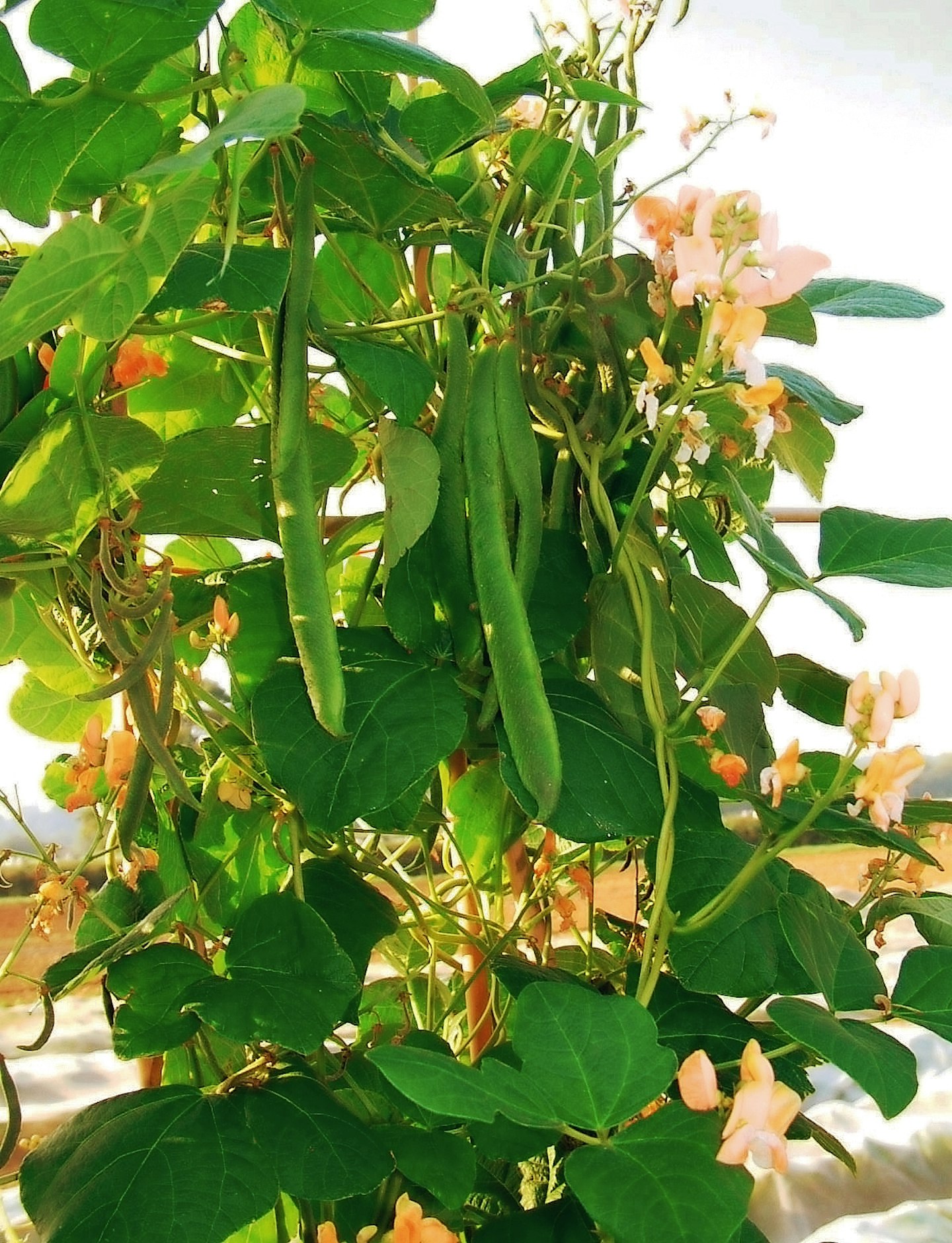 Runner bean, Celebration
