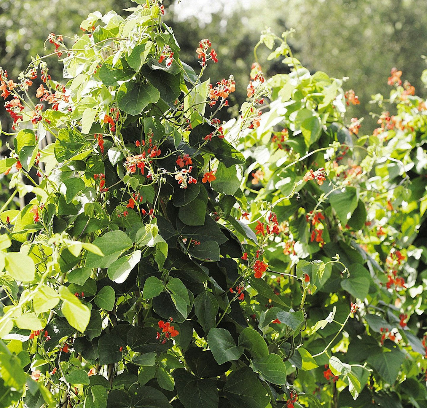 Runner bean, Scarlet Empire