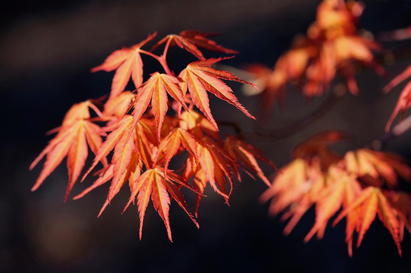 Acer palmatum ‘Katsura’