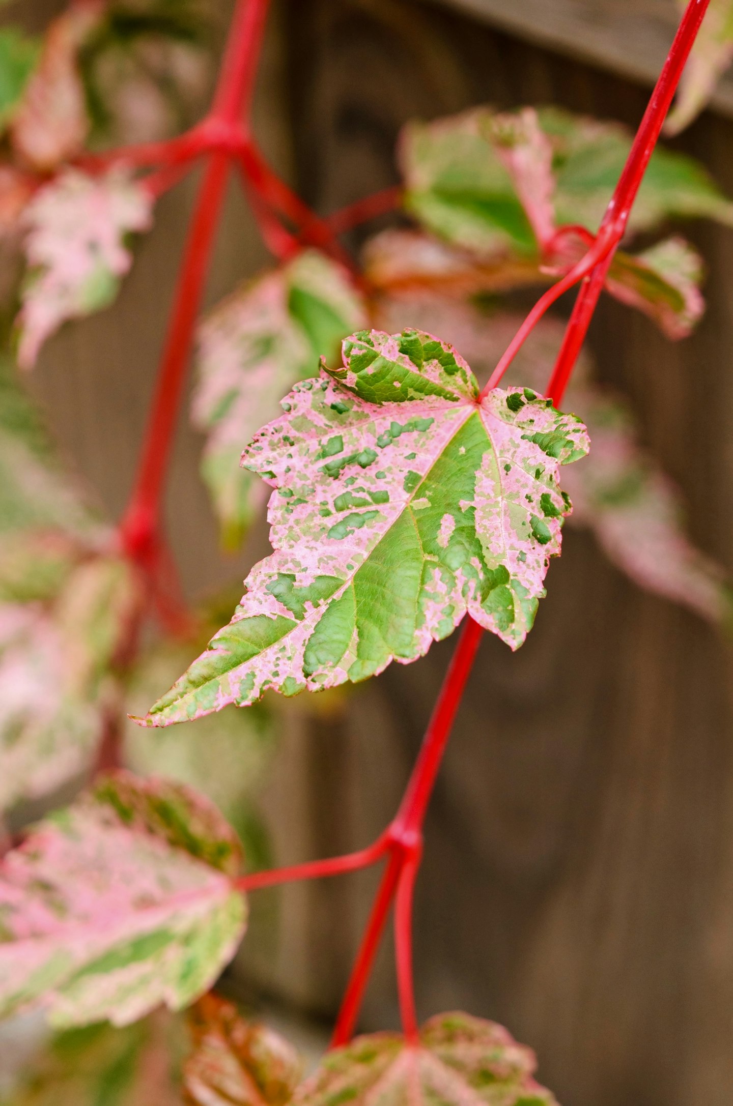 Acer conspicuum ‘Red Flamingo’