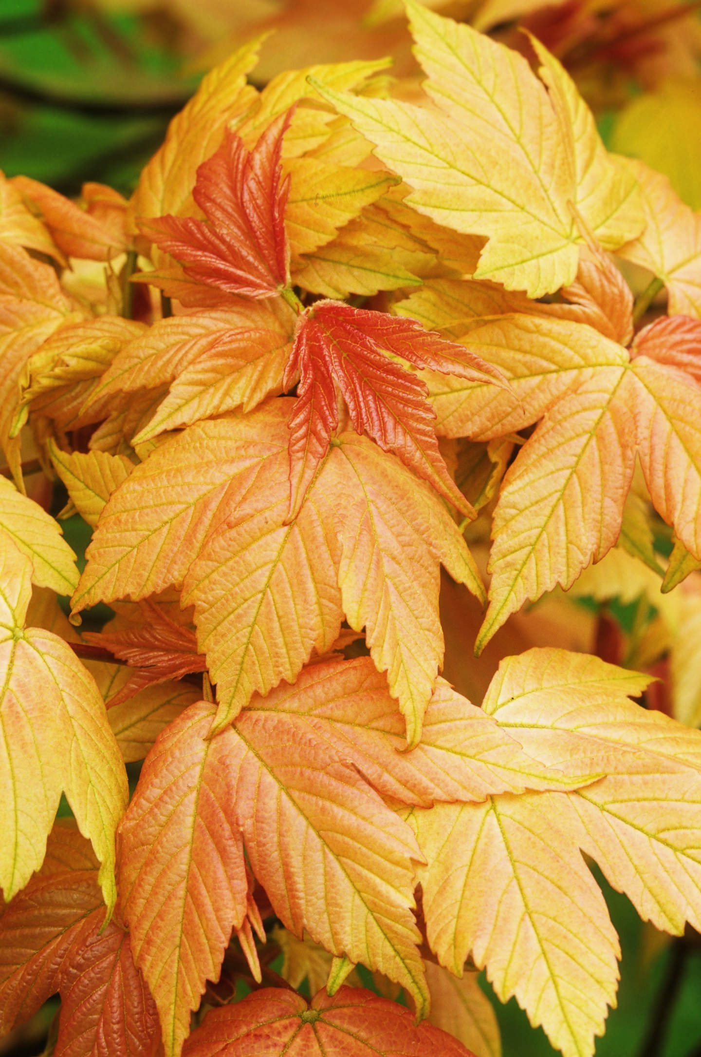 Acer pseudoplatanus ‘Brilliantissimum’