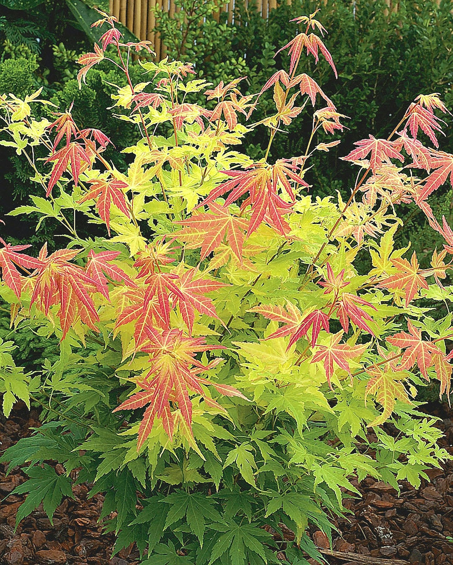Acer palmatum ‘Orange Dream’