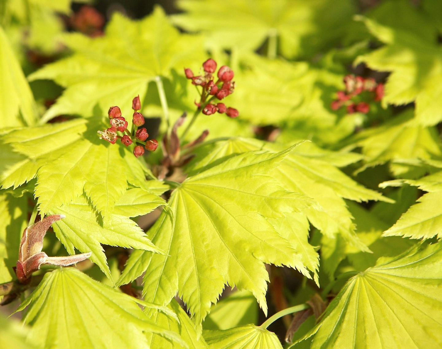 Acer shirasawanum ‘Aureum’