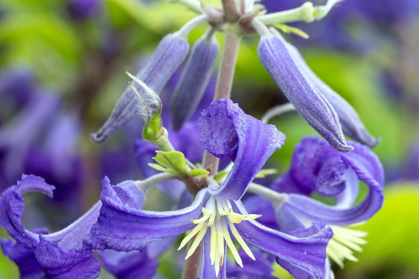 C. heracleifolia ‘Cassandra’