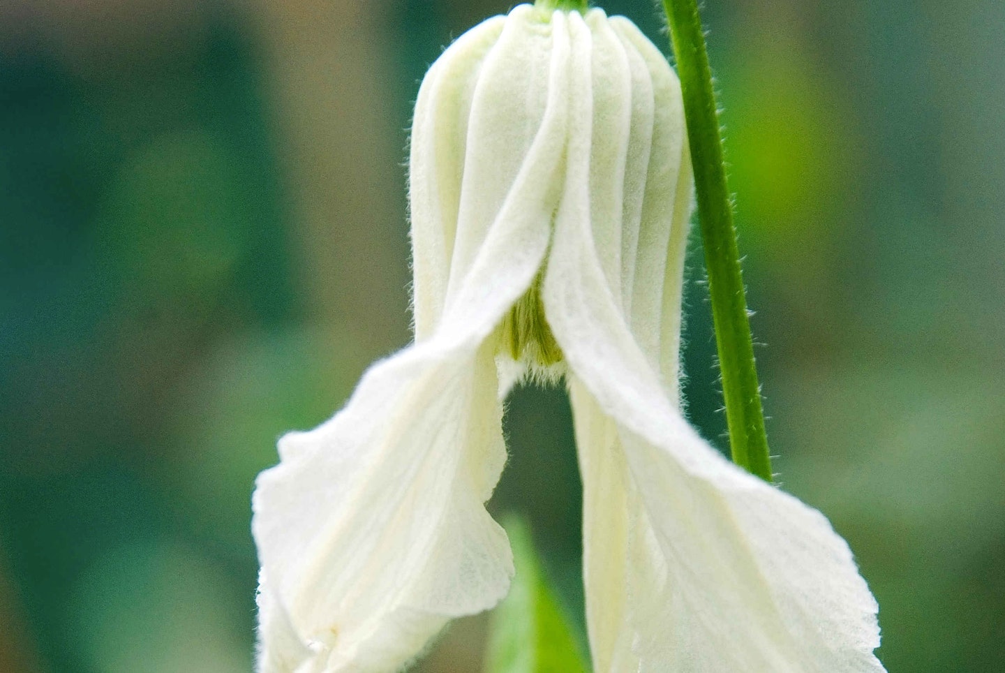 C. integrifolia ‘Alba’