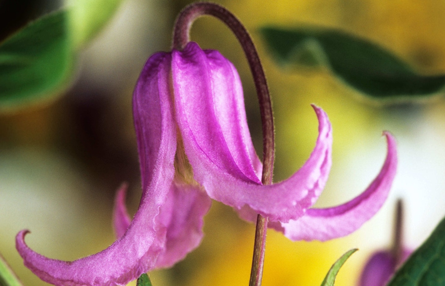 C. integrifolia ‘Rosea
