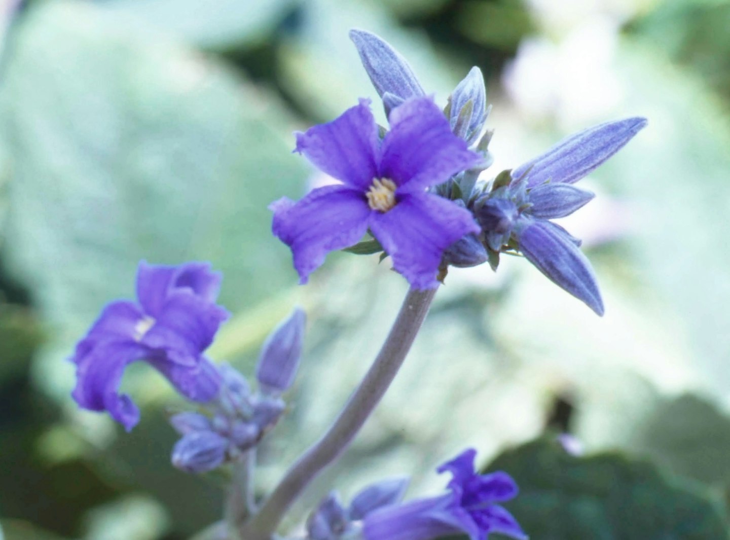 C. heracleifolia ‘New Love’