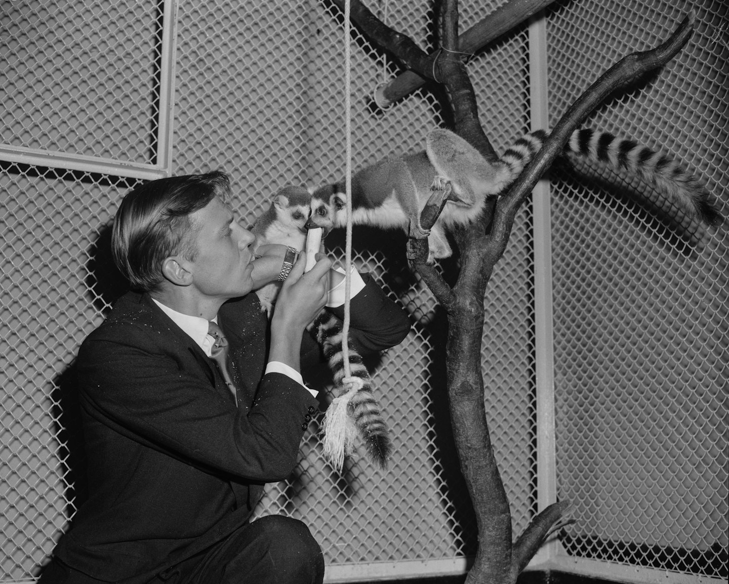 David Attenborough in 1961