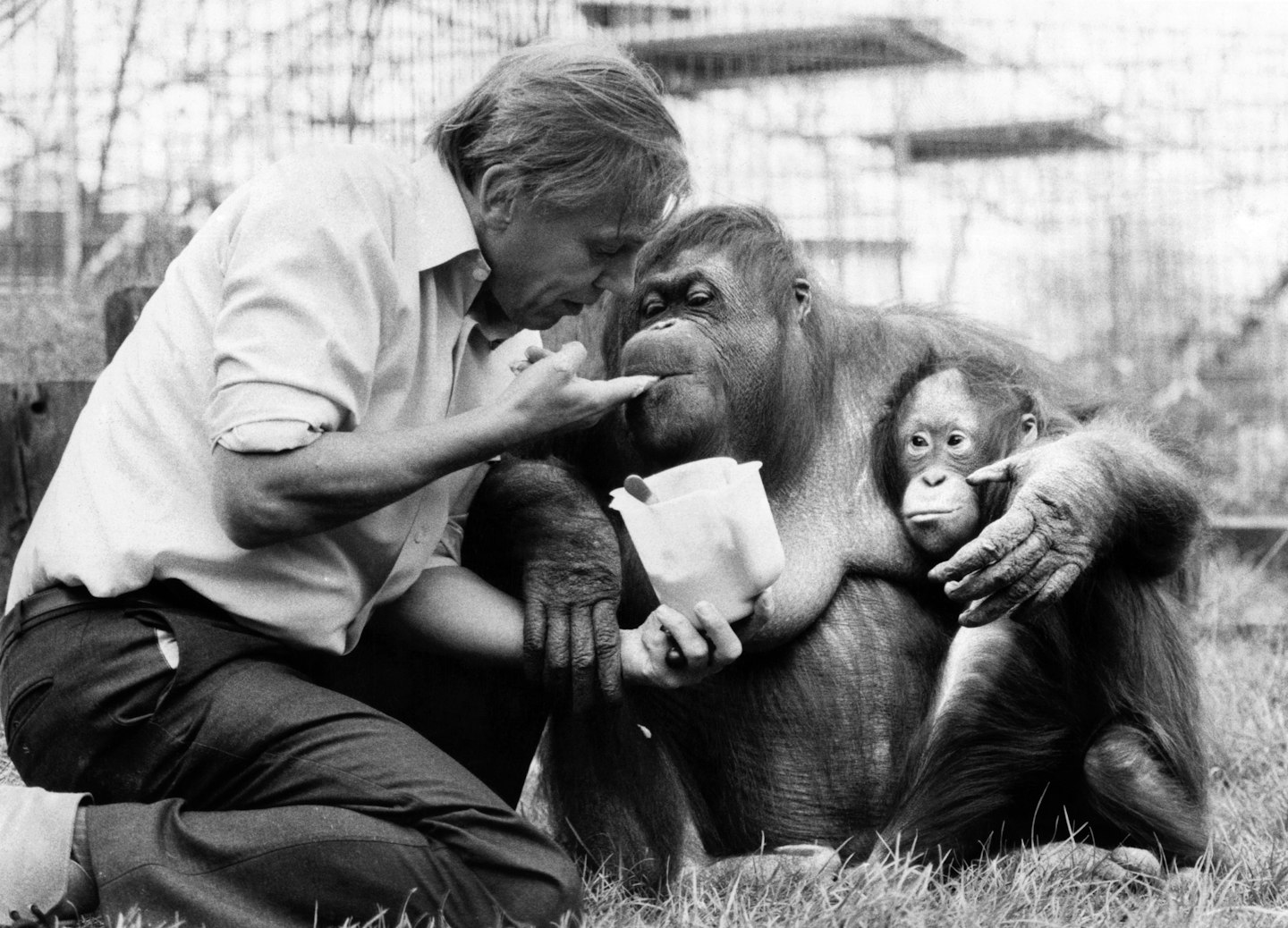 David Attenborough in 1982