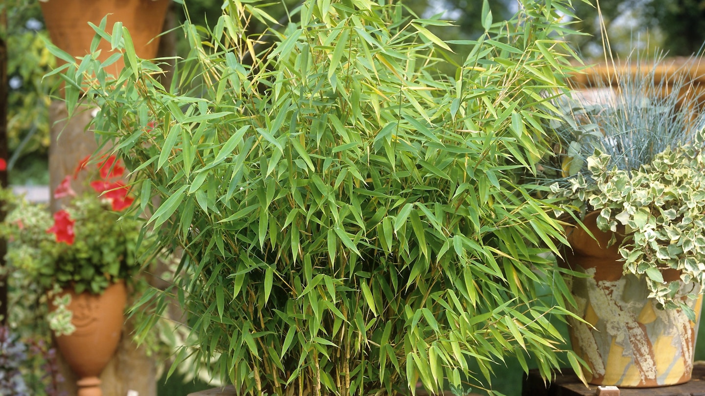 Bamboo can look great in pots