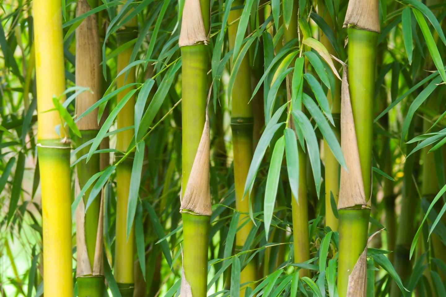 Bamboo tenuis