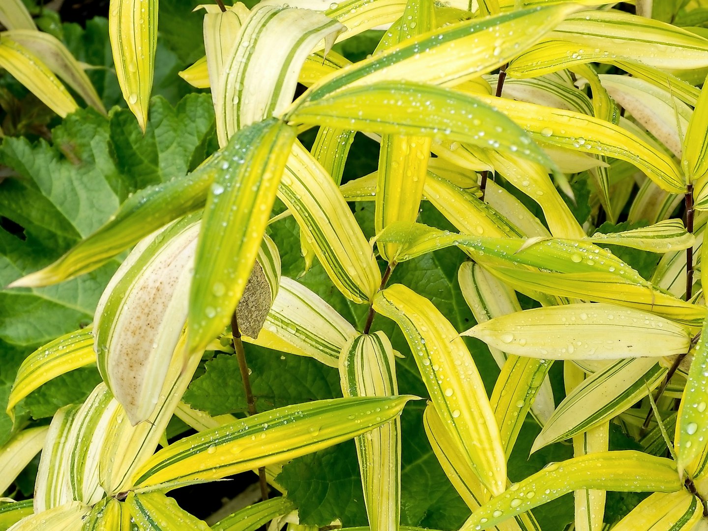 Bamboo viridistriatus