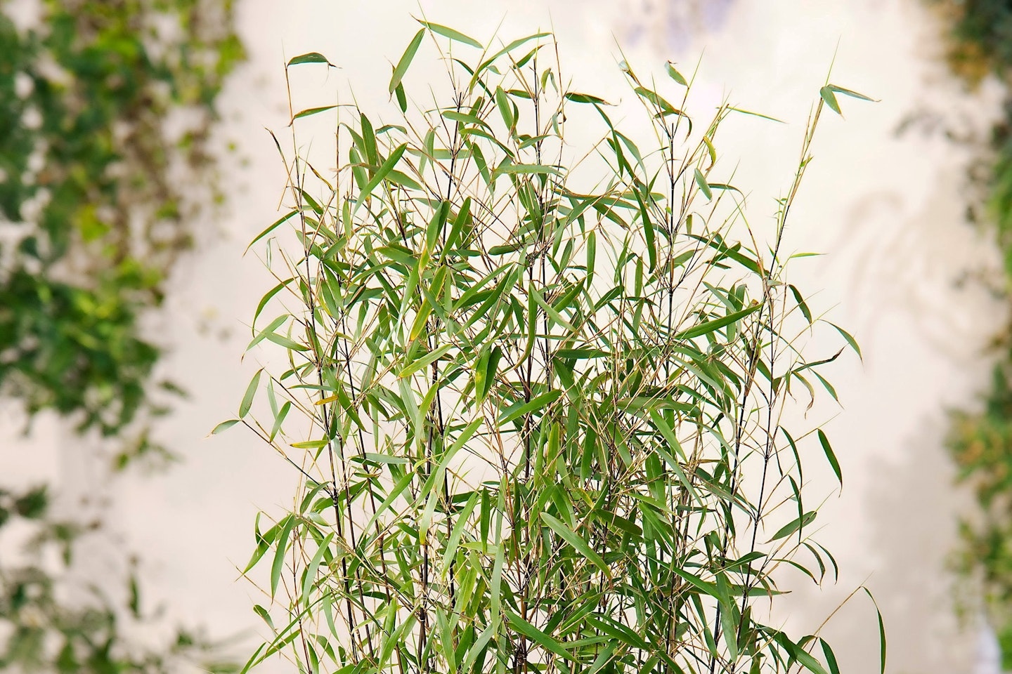 'Asian Wonder' bamboo