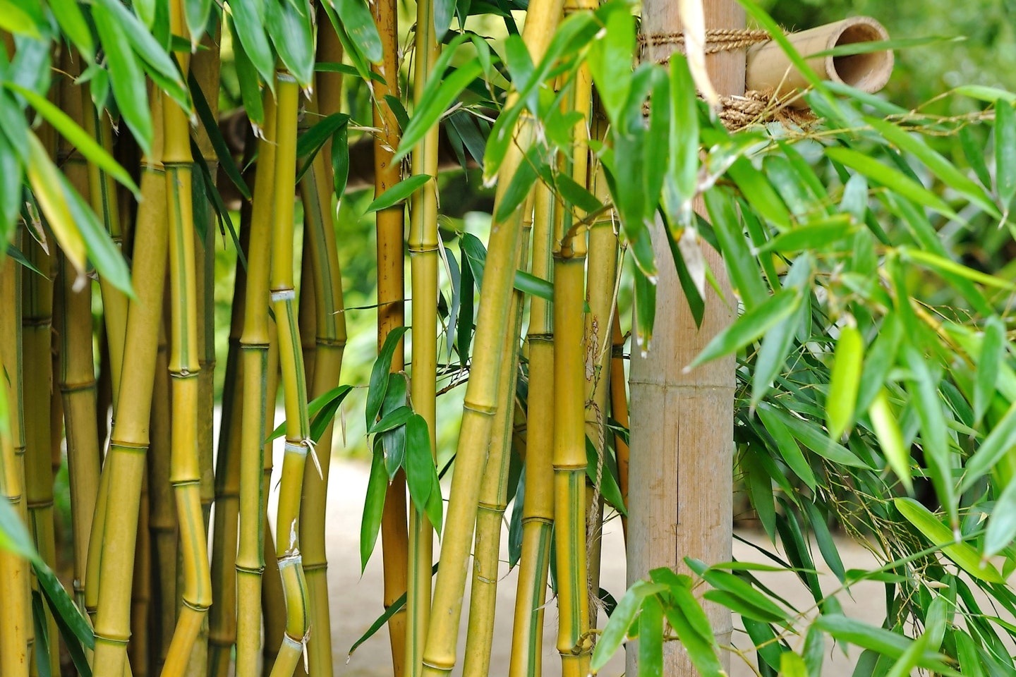 Bamboo spectabilis