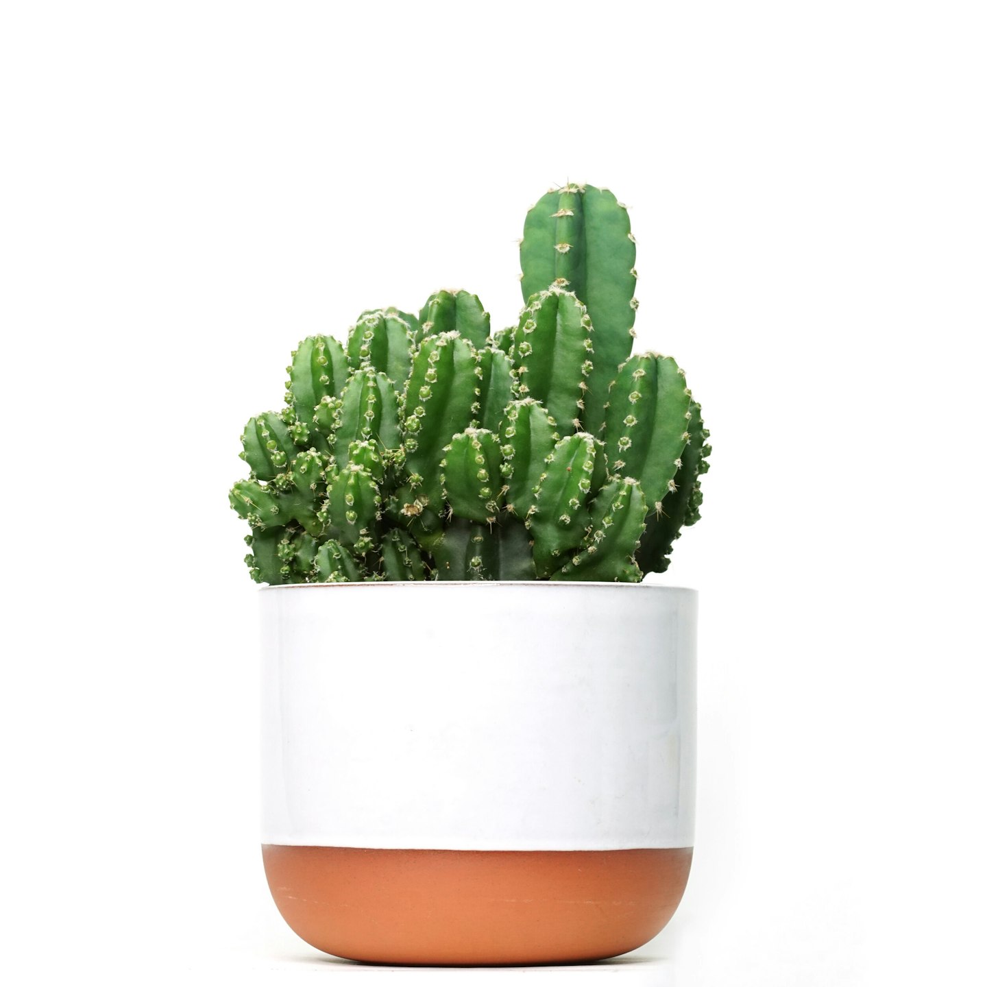 prick cactus