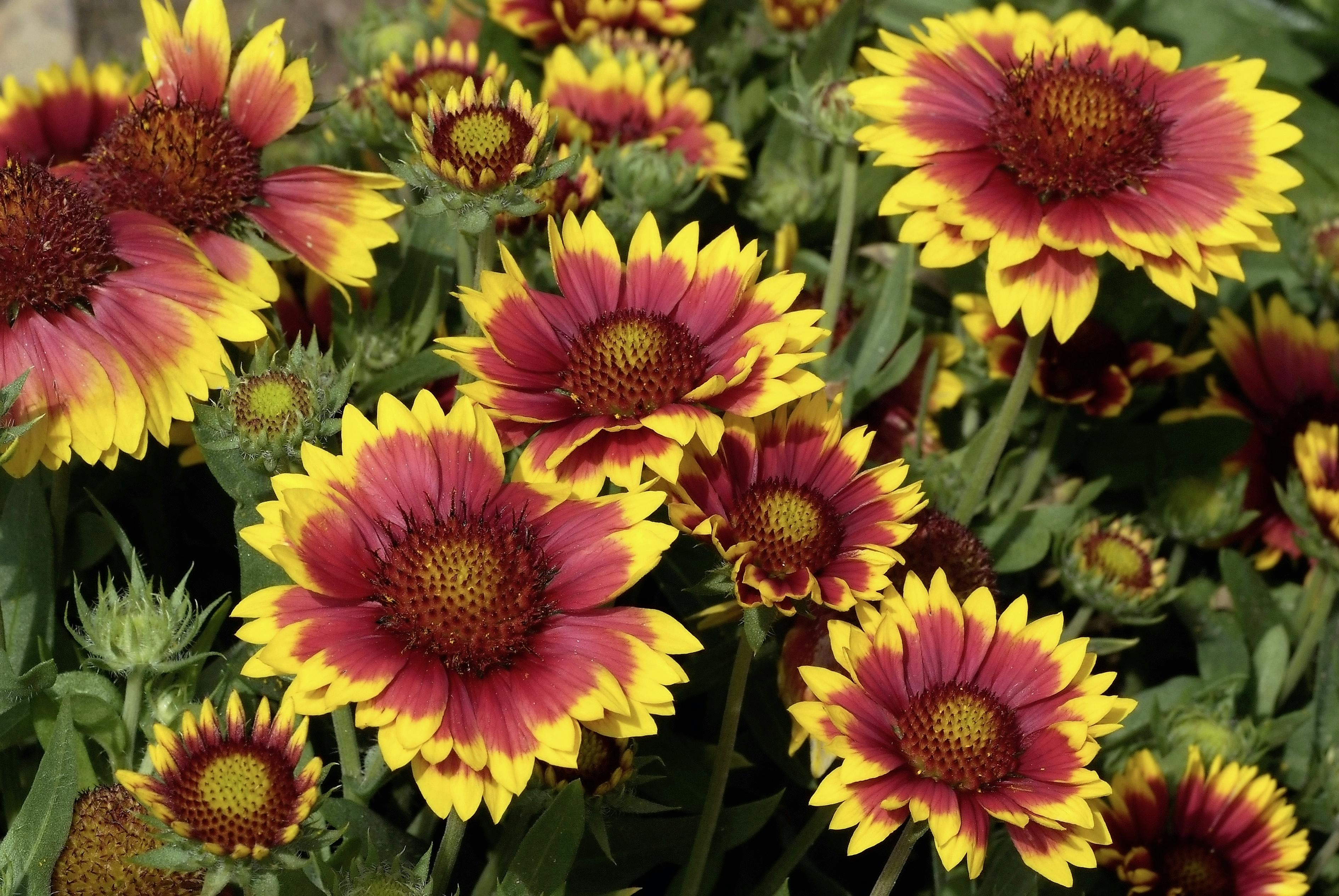 Gaillardia dazzler discount