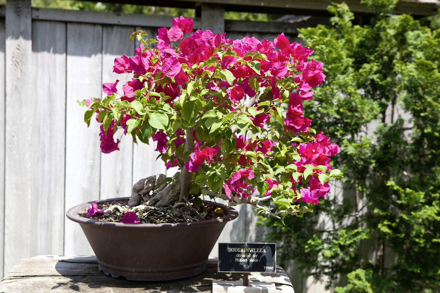 Grow Bougainvillea For A Taste Of The Med At Home! 