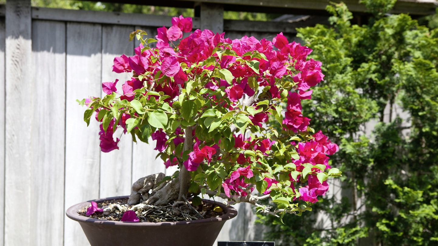 Grow Bougainvillea For A Taste Of The Med At Home! 