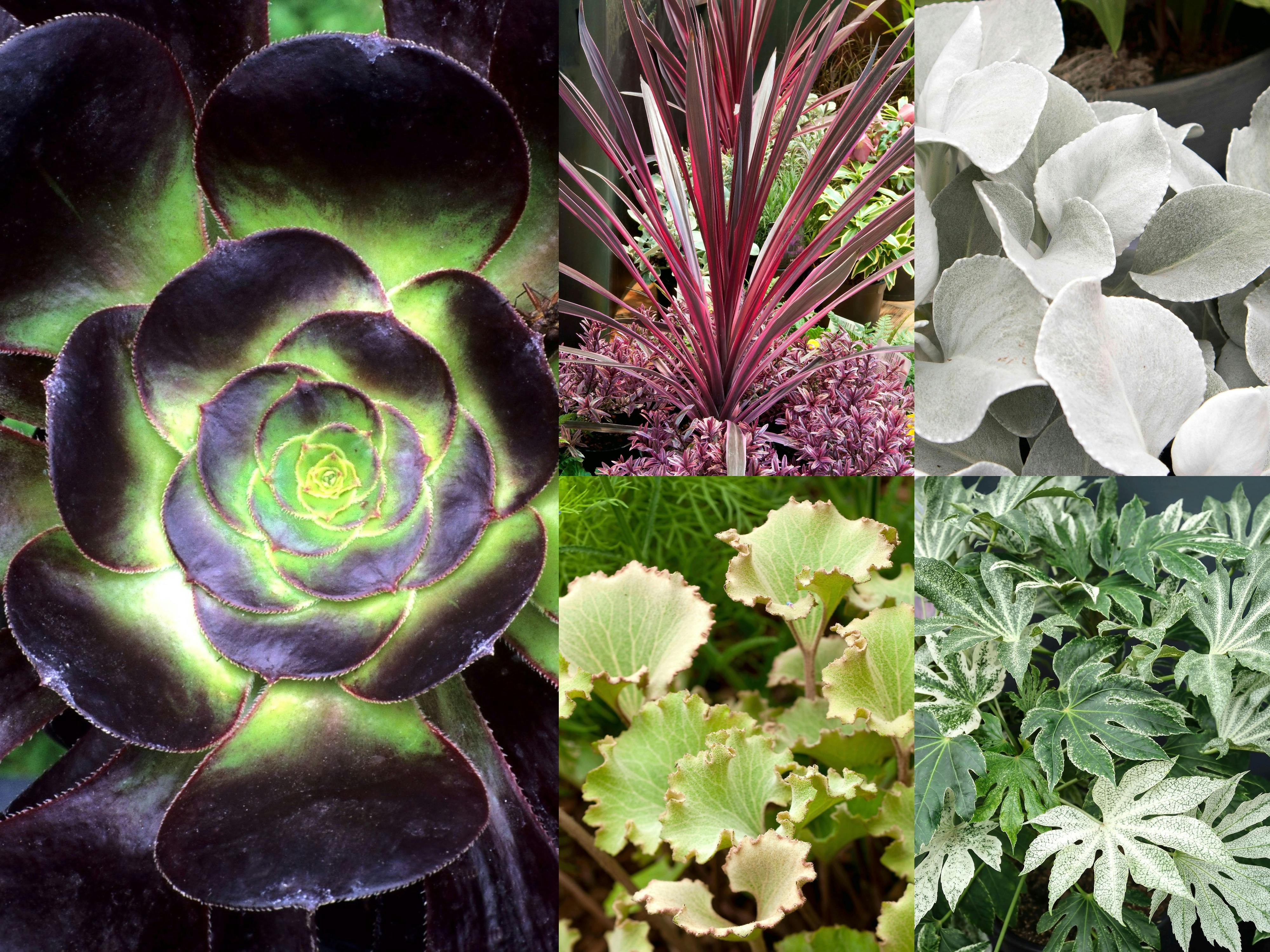 Best Foliage Plants For Summer Pots Garden News