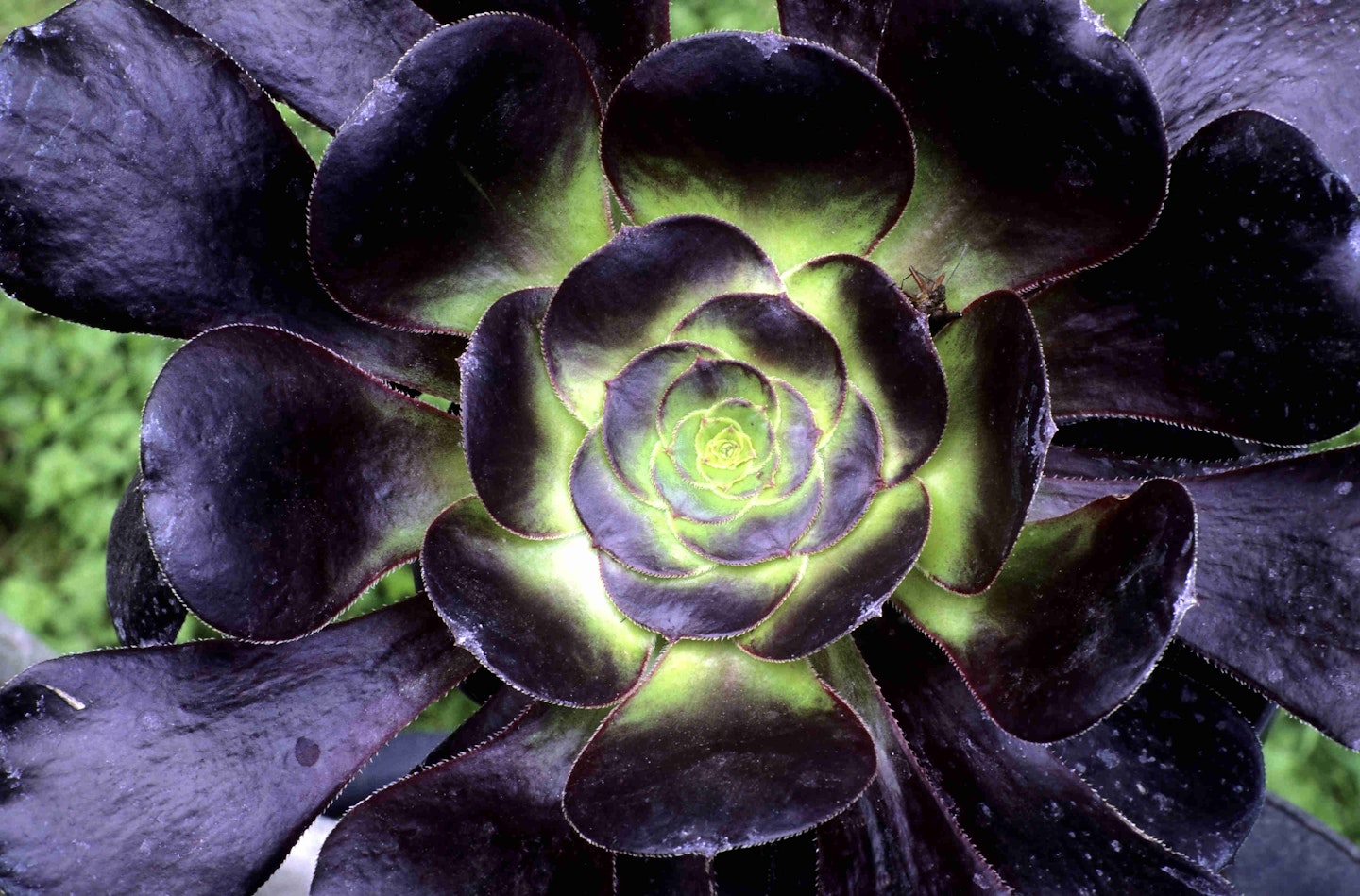 Aeonium ‘Voodoo’