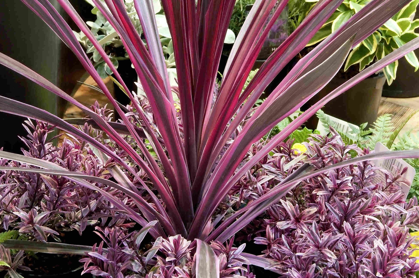 Cordyline ‘Pink Passion’