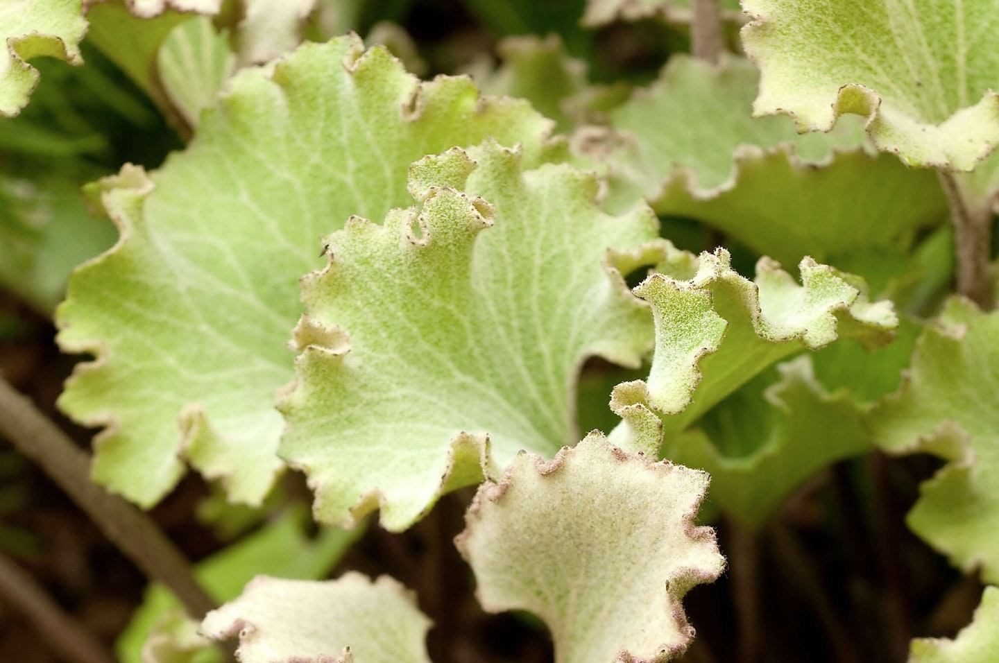 Farfugium japonicum ‘Crispum’