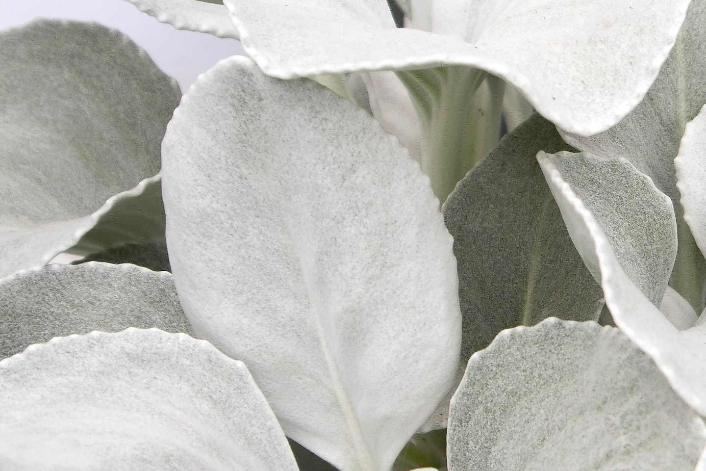Senecio ‘Angel Wings’