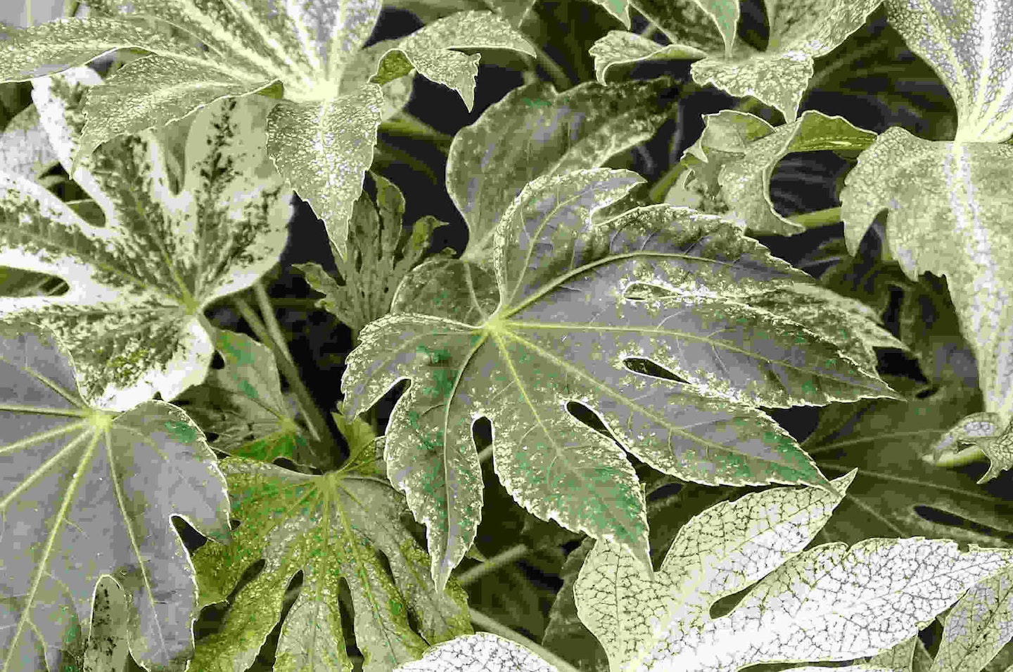 Fatsia japonica ‘Spider’s Web’