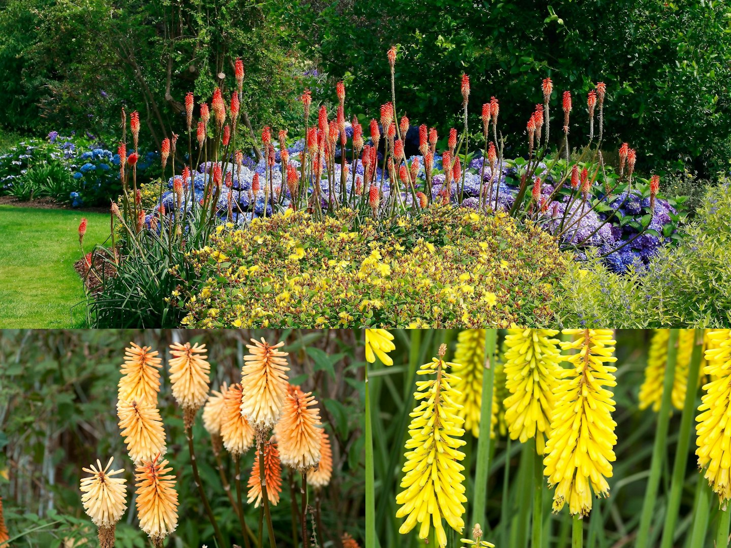 Kniphofia - Better Known As Red-Hot Pokers - Will Enliven Your Garden 