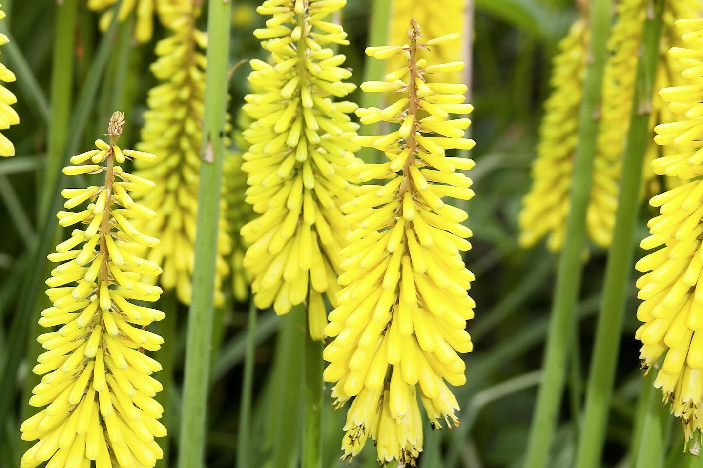 Sunningdale Yellow