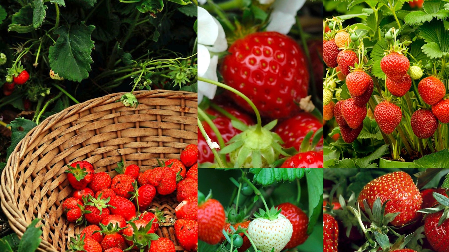 Best Strawberries For Bumper Crops