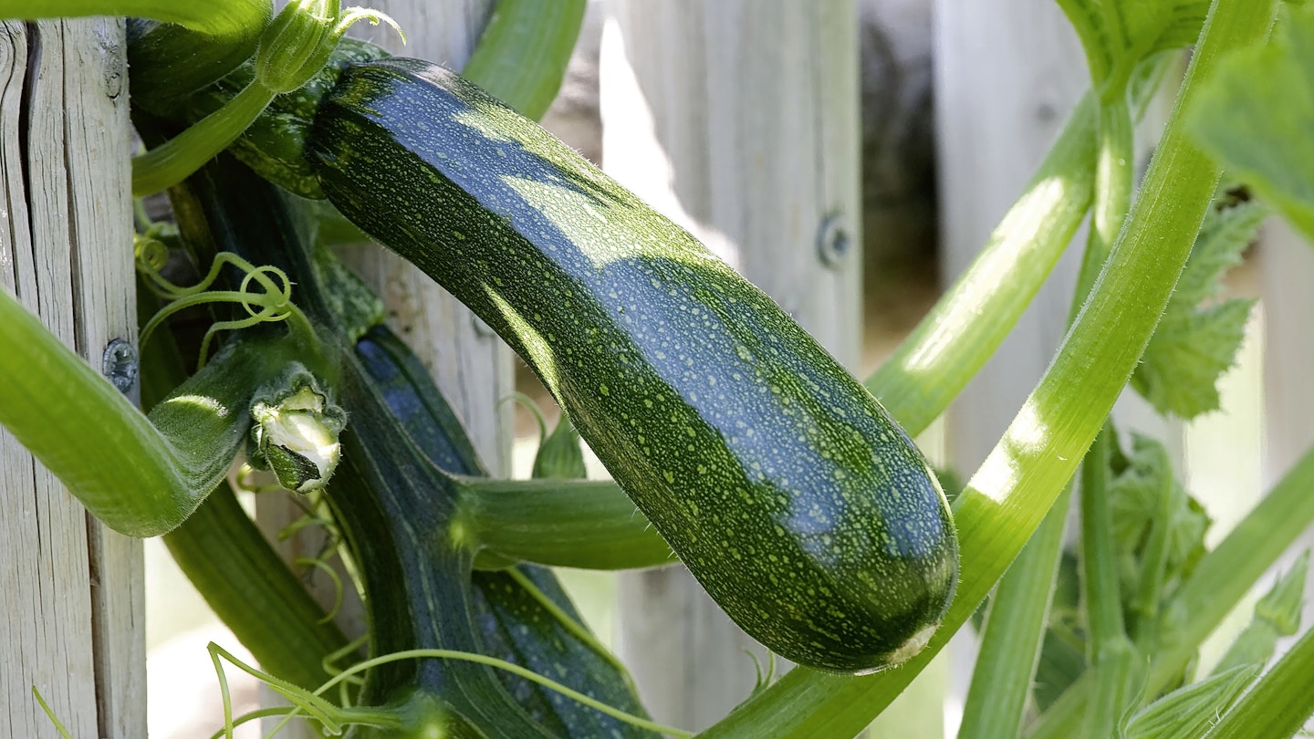Climbing Courgette Black Forest
